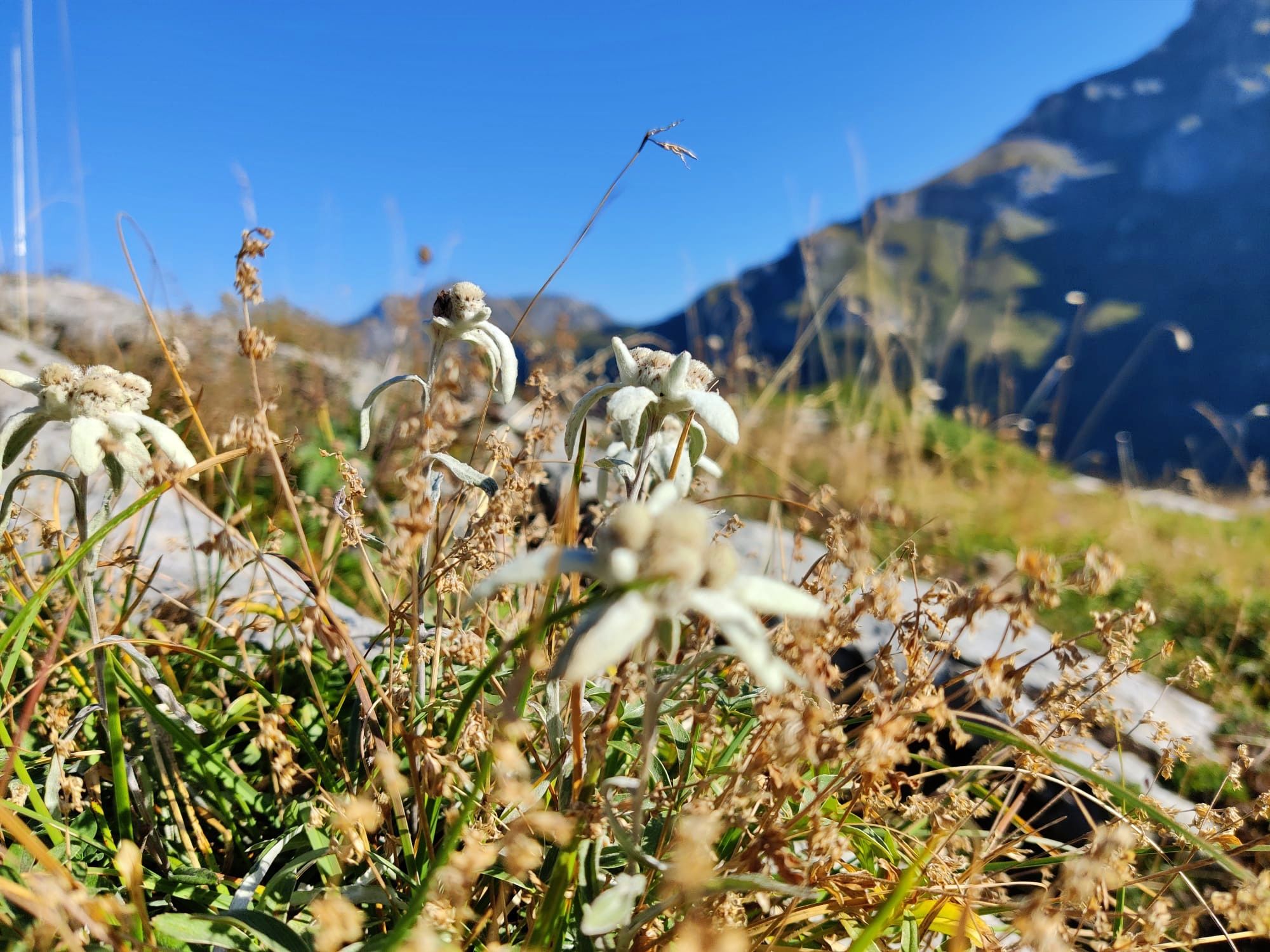 Edelweiss flower in the Swiss Alps, surrounded by nature and mountains, ideal for hiking.