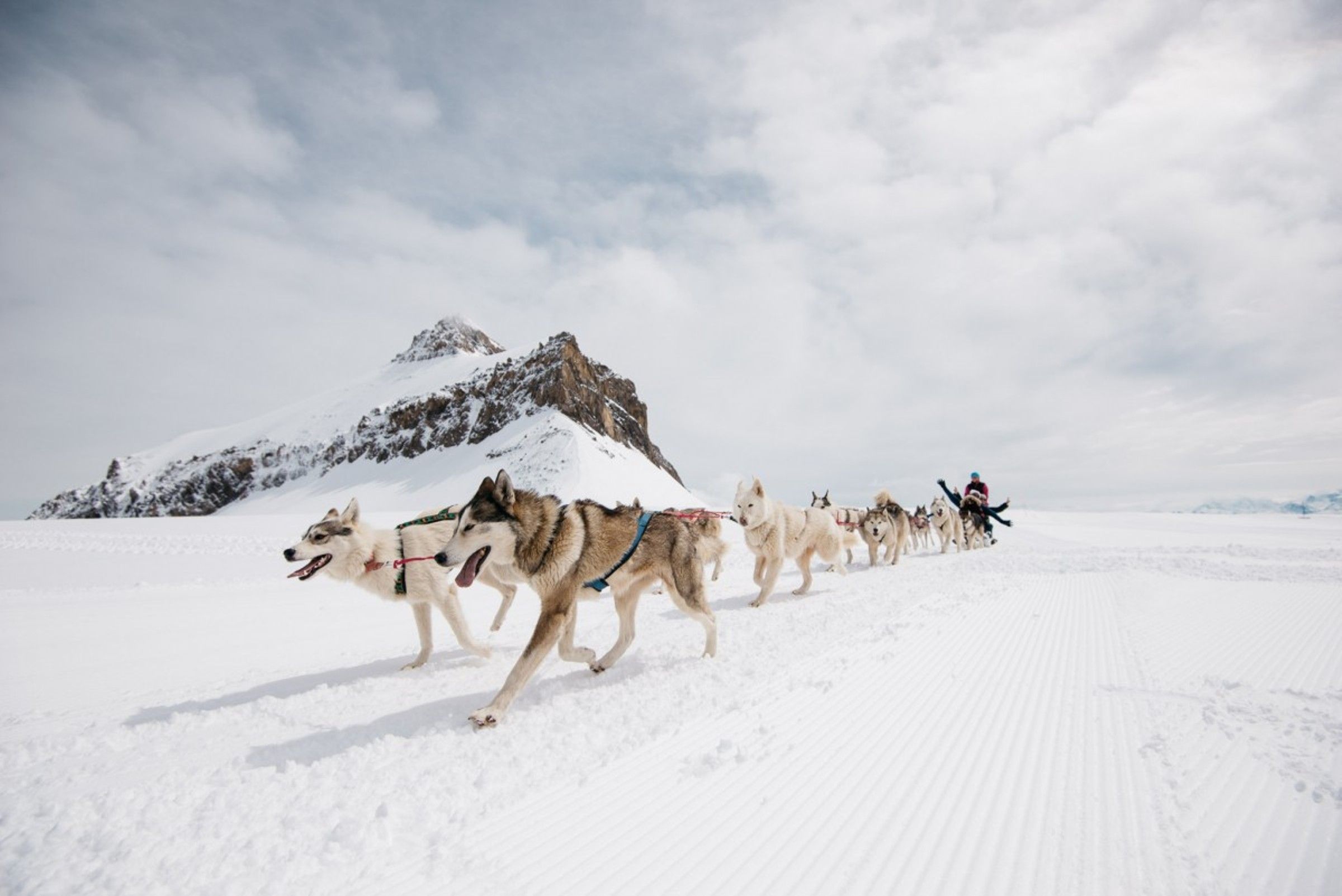 Menelusuri kereta luncur anjing di Glacier 3000, lanskap bersalju, anjing menarik kereta luncur.