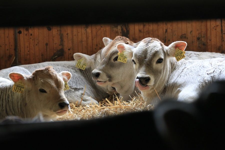 Korna på bondgården vilar avslappnat på halm på våren.