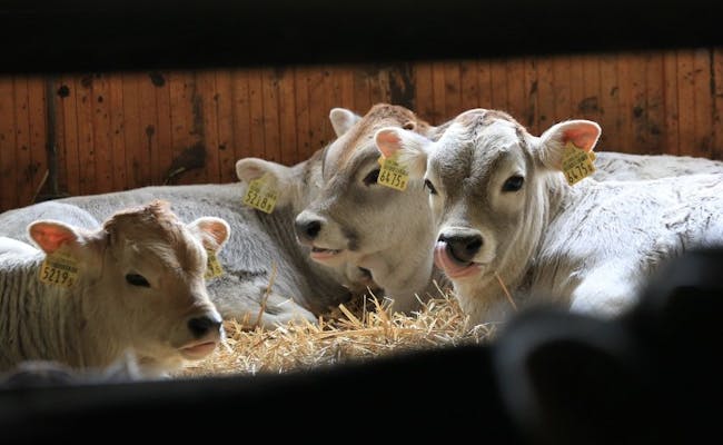Les veaux à la ferme (photo : MySwitzerland)