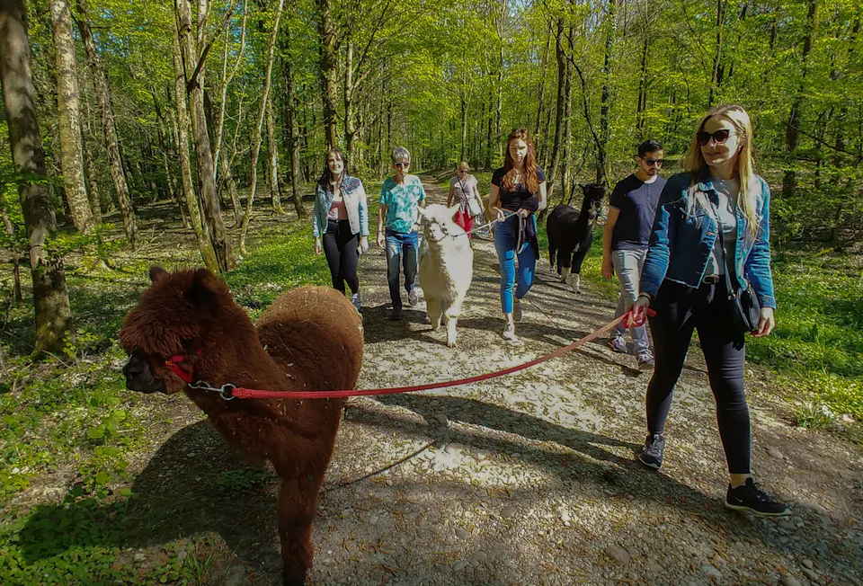 Lama und Alpaka Trekking Möhlin Neuhof 