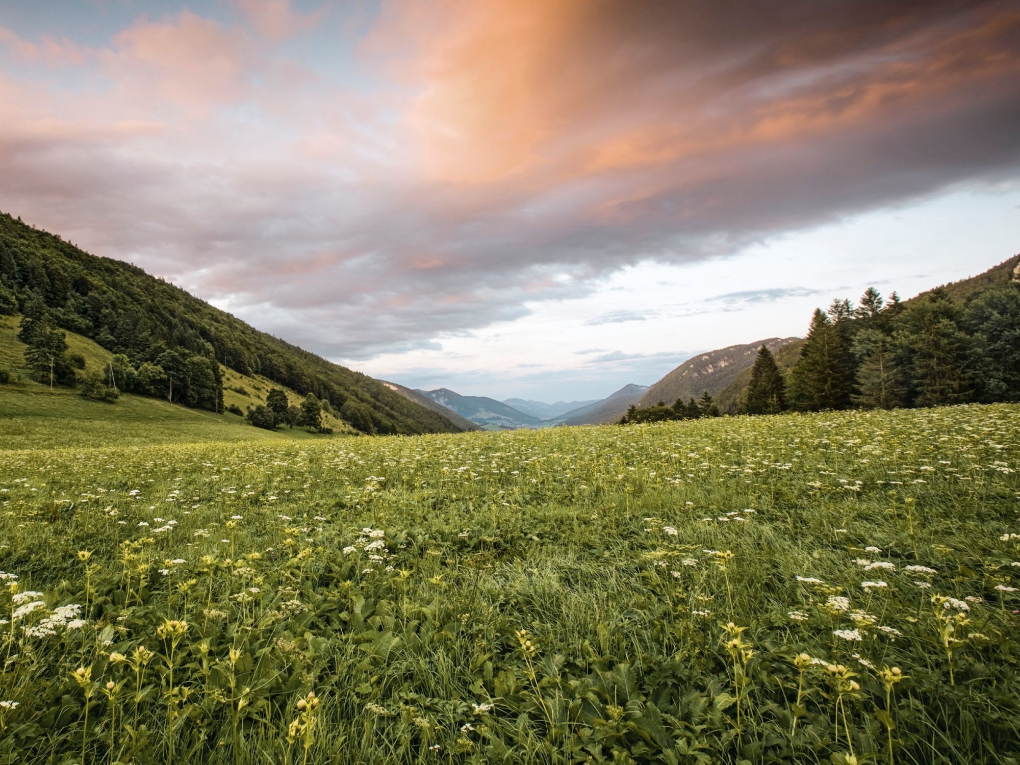 저녁빛의 부드러운 언덕과 꽃이 만발한 풀밭이 있는 탈 자연공원