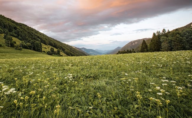 Parco naturale Thal con prati in fiore e dolci colline nella luce del crepuscolo