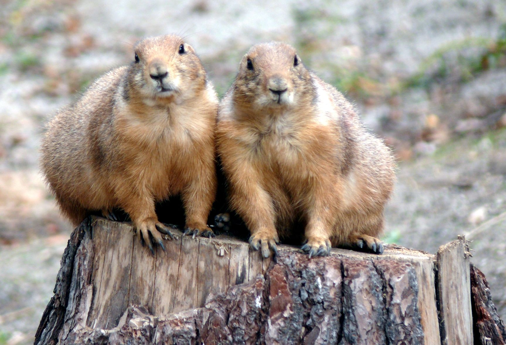 Prairiegrise i zoologisk Have: en spændende børnefødselsdag med dyrevenner