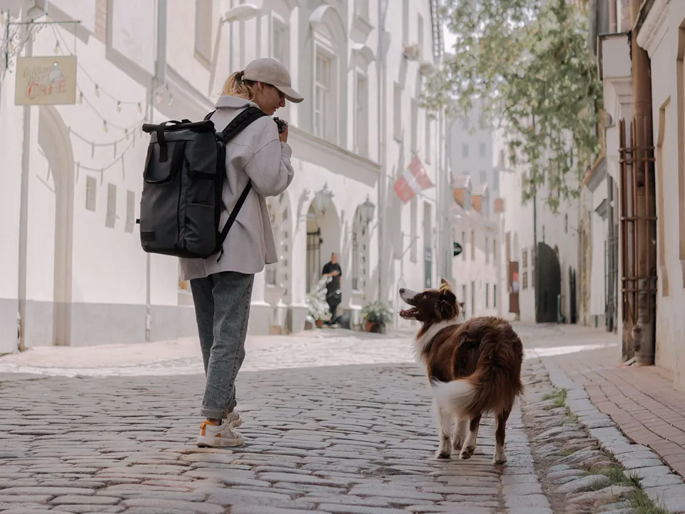 Hund Stadt