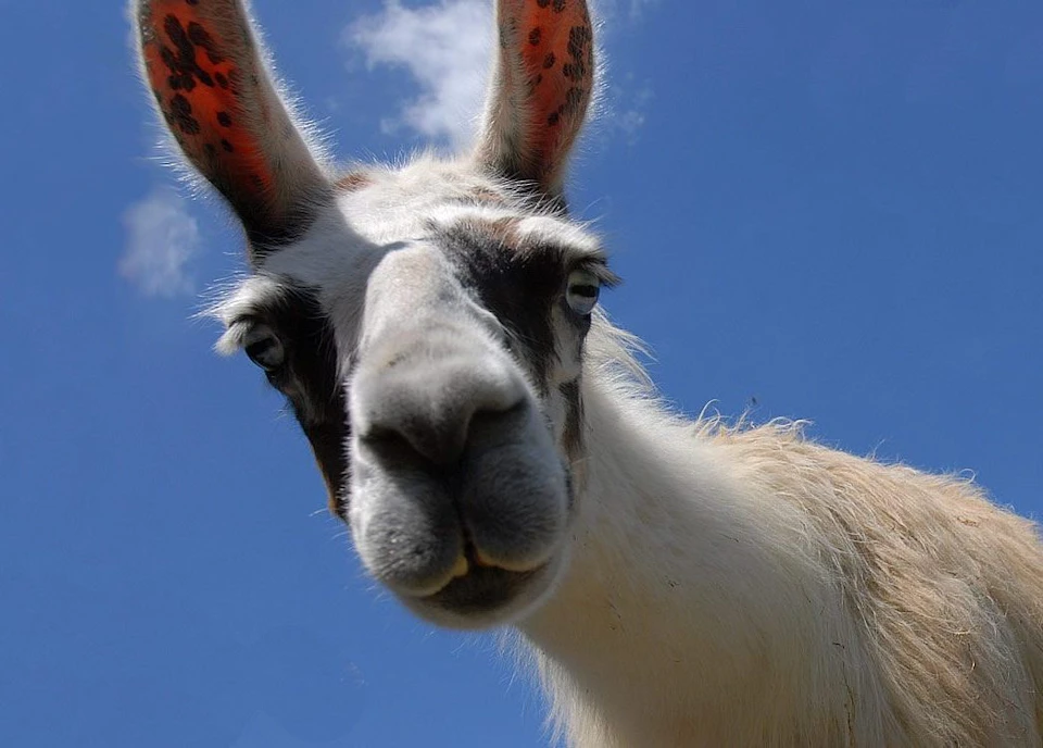 Lama und Alpaka Trekking am Bucheggberg
