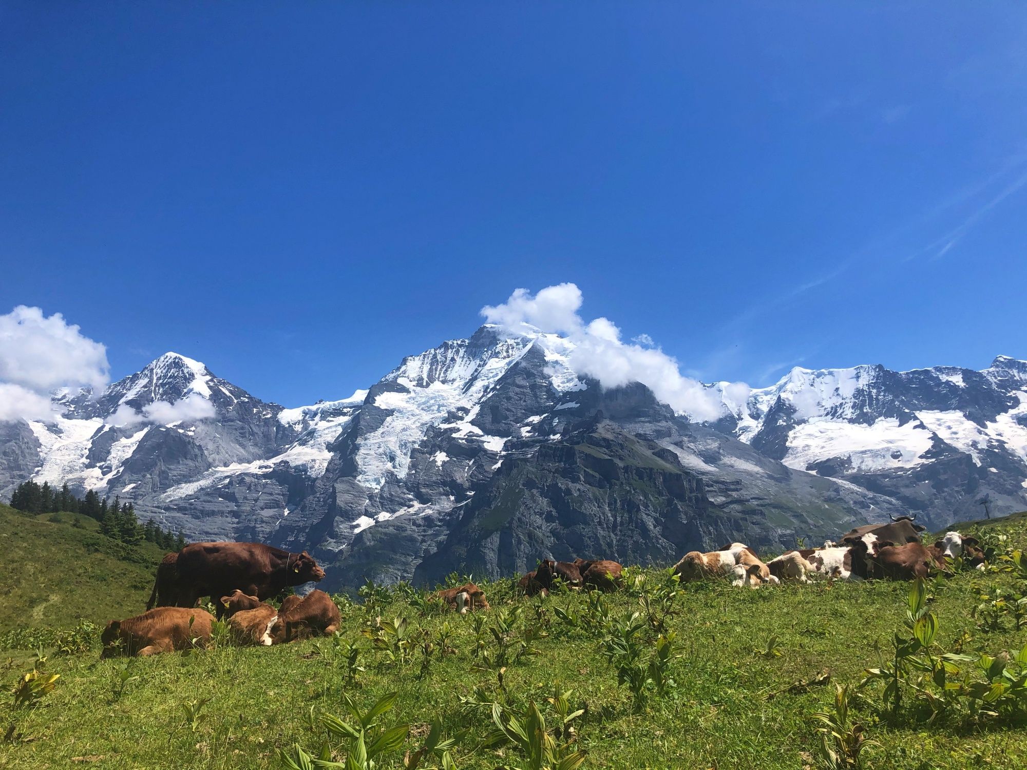 Koewei in de Jungfrauregion met majestueuze bergen, ideaal voor natuurliefhebbers en gezinnen
