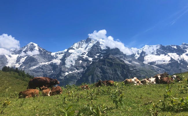 Cow meadow in the Jungfrau region (Photo: Seraina Zellweger)