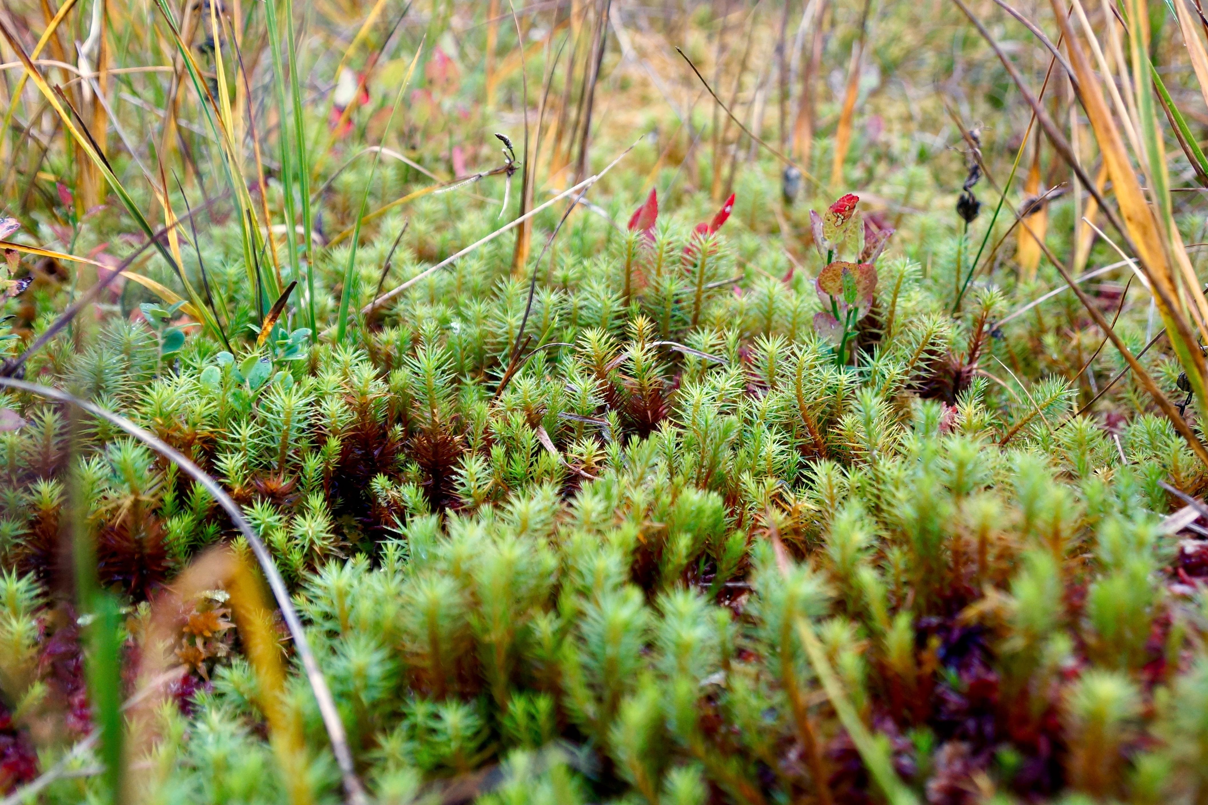 Torrfalls i Moos i Mooraculum: Vacker växtvärld vid Rossweid Sörenberg, perfekt för naturälskare.
