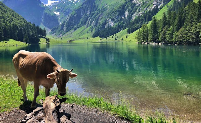 Depending on the situation, the picnic area has to be shared... Seealpsee (Photo: Seraina Zellweger)