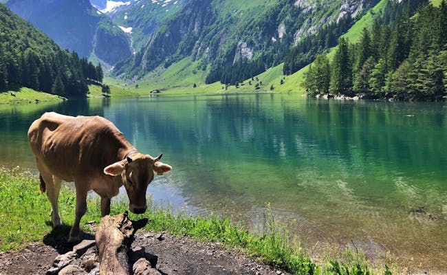 Seealpsee: smuk landskab med ko og klart vand om sommeren i naturen