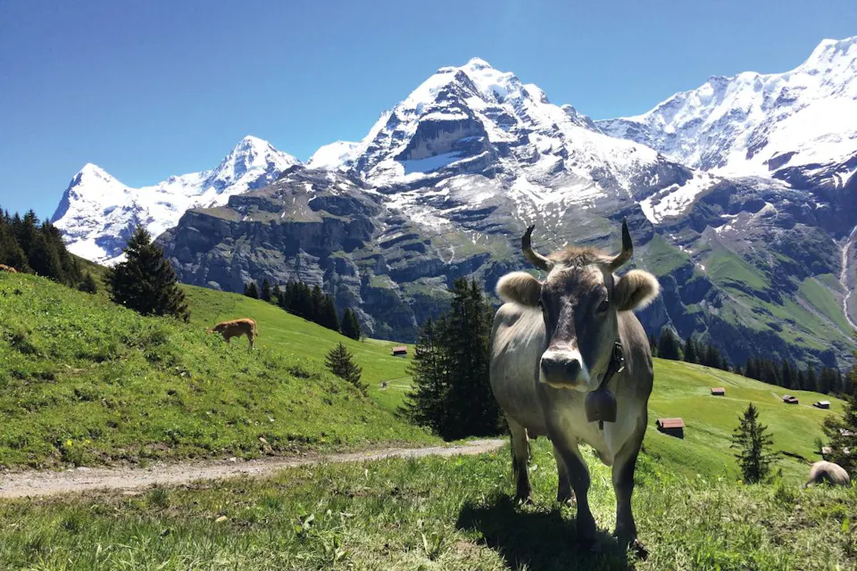 Mürren Allmendhubel