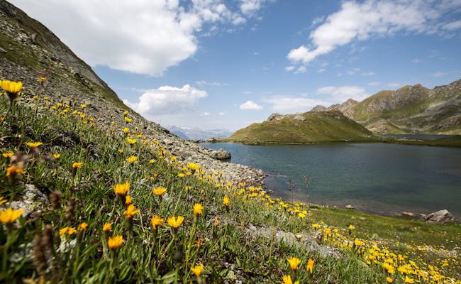 Lac de Vaux mit gelben Blumen, blaue Wasserfläche, Berglandschaft