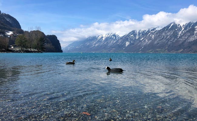 Brienz Lake with swans and ducks in the water under a blue sky