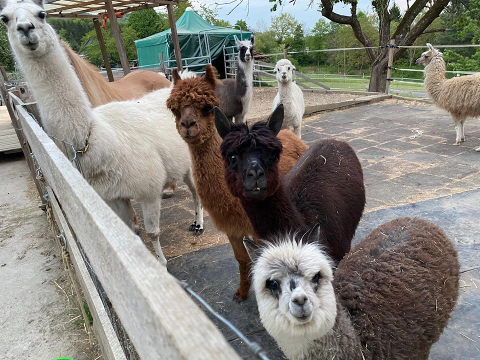Lama und Alpaka Trekking Gnöd5 Hägendorf