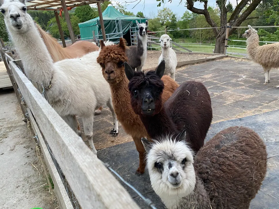Lama und Alpaka Trekking Gnöd5 Hägendorf