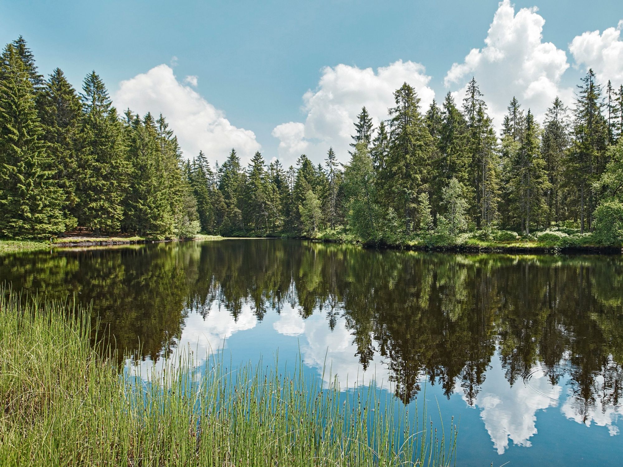다우브 호수 자연공원과 물속 나무의 반영