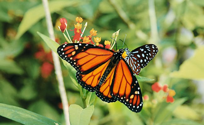 Schmetterling im Papiliorama (Foto: MySwitzerland)