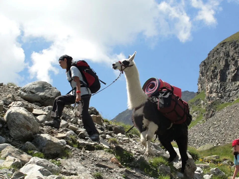 Lama und Alpaka Trekking alpin Lamaventura 