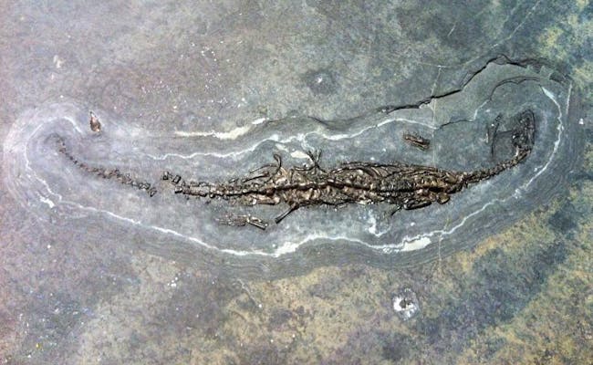  Fossile de dinosaure (photo : agence de tourisme tessinoise ATT SA)