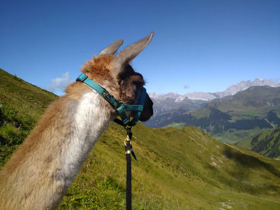 Lama und Alpaka Trekking Arvenhof