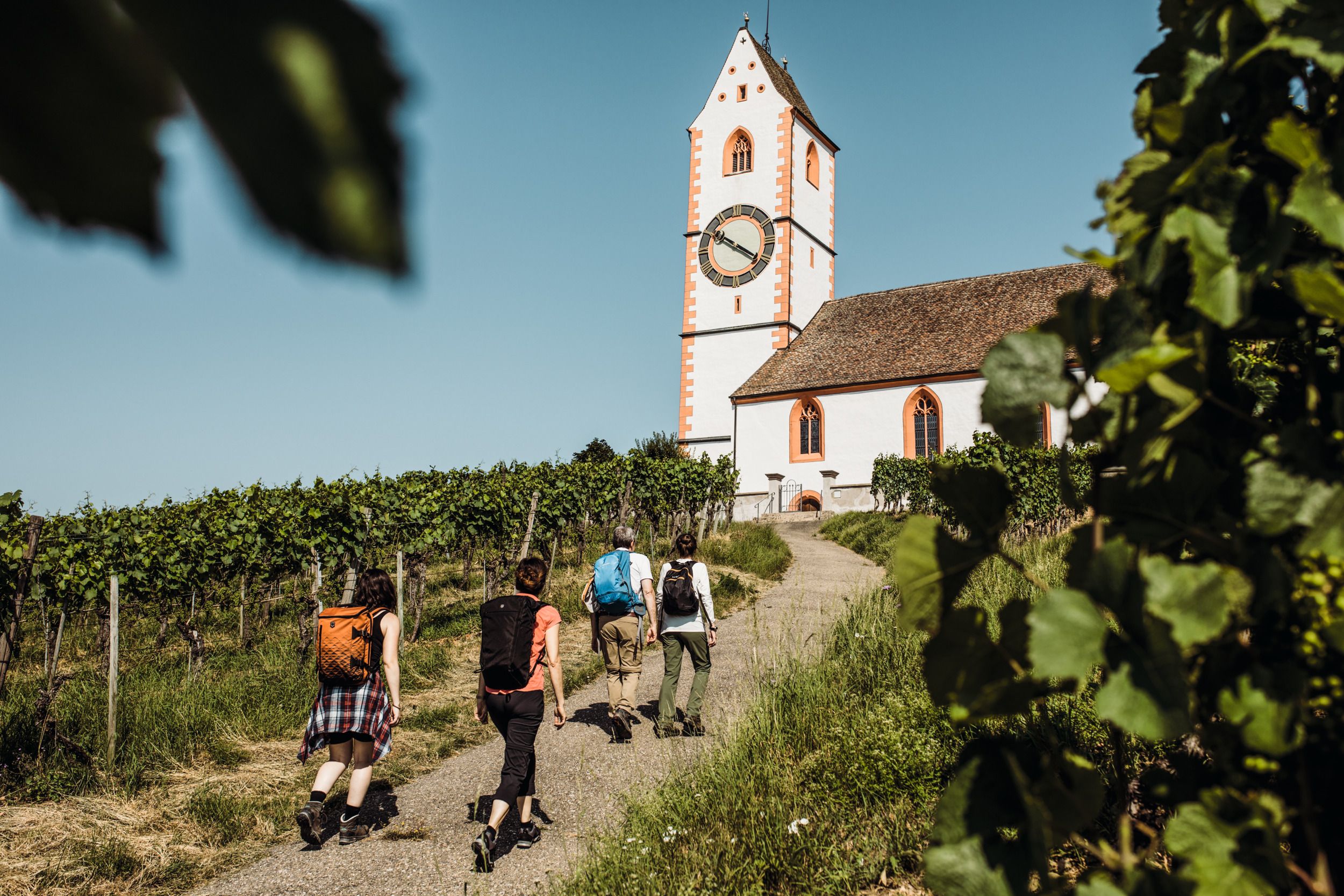 Kostel v Hallau, turista na cestě, okolí vinice, modrá obloha