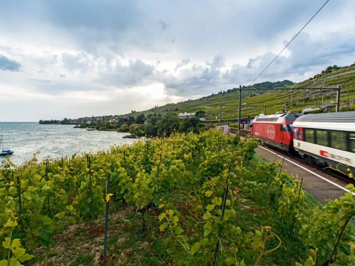 ตั๋ว Railaway สวิตเซอร์แลนด์, นั่งรถไฟที่ทะเลสาบเจนีวา, ไร่องุ่น, ทิวทัศน์