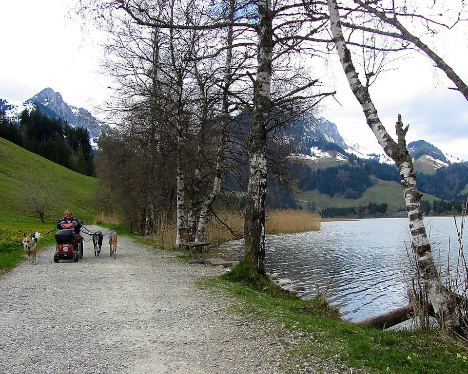 Rollstuhl Schwarzsee Seeblick Letztes Wegstück