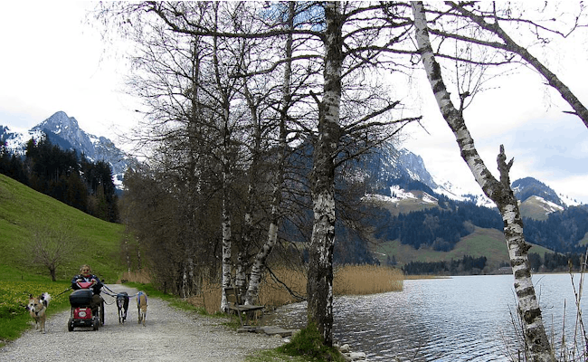 Schwarzsee Seeblick Dernier tronçon du chemin (photo : SuisseMobile)