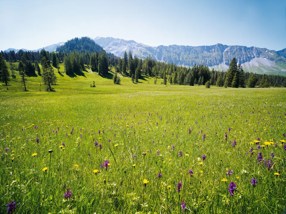 UNESCO Biosphäre Entlebuch Moorwiese