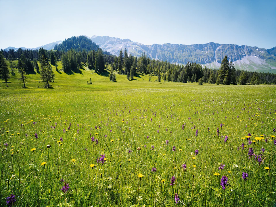 UNESCO Biosphäre Entlebuch Moorwiese