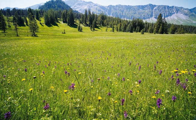 Moor meadow (Photo: Switzerland Tourism:Gerry Nitsch)