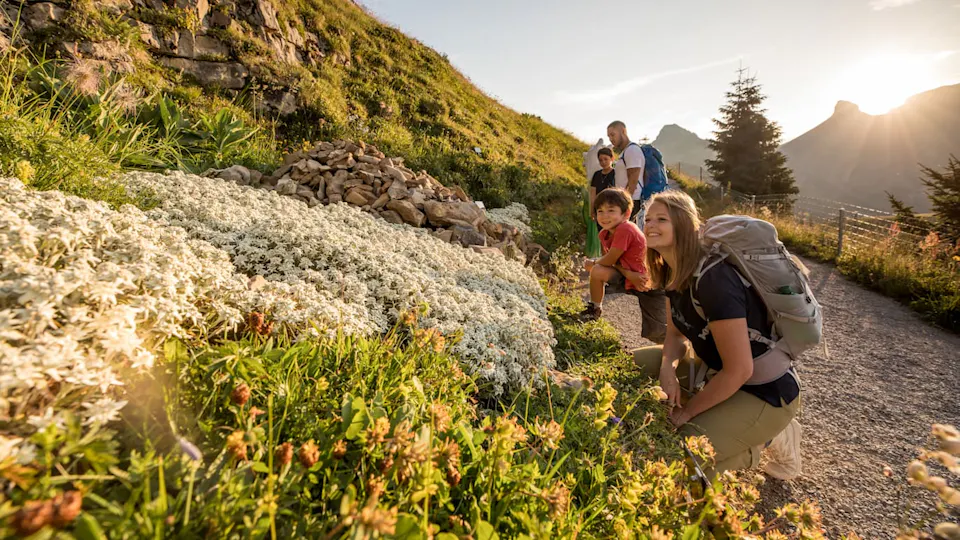 Schynige Platte Naturkino Wandern