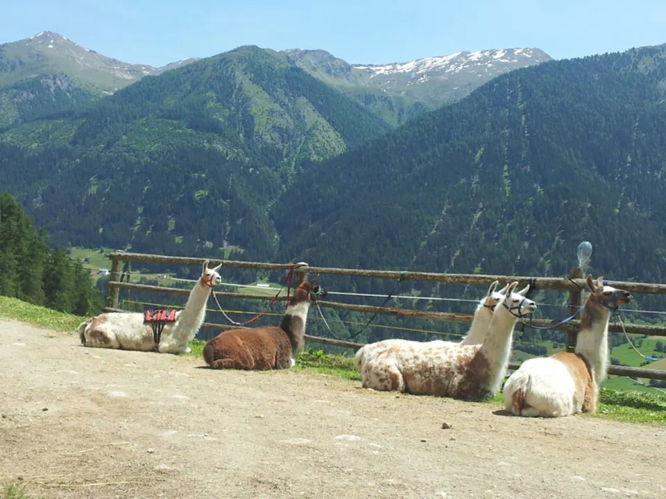 Lama und Alpaka Trekking Puntetta