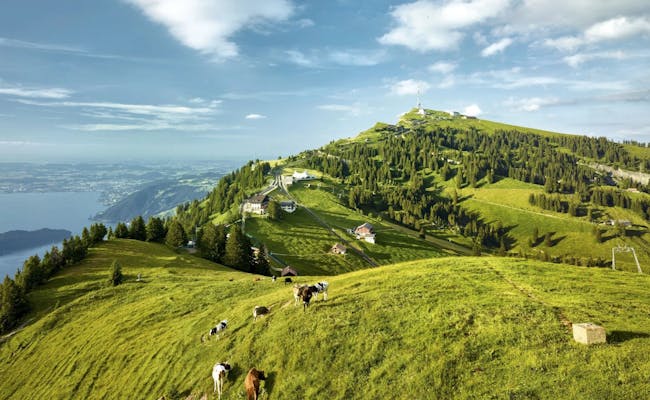 Vue sur le Rigi : paysage enchanteur avec prairies, montagnes et troupeaux de vaches en Suisse.