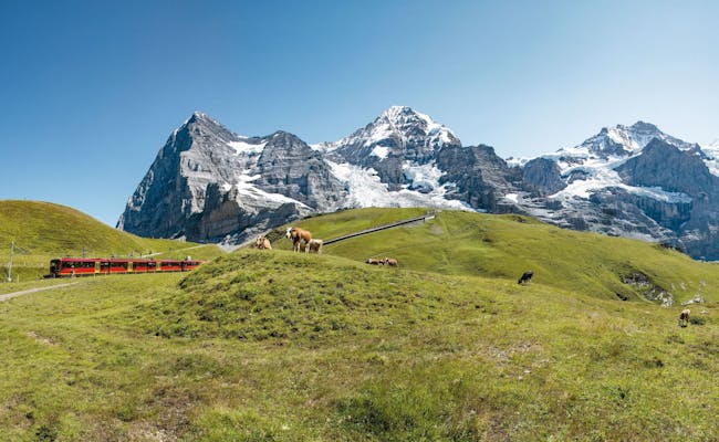 รถไฟ Jungfrau เดินทางผ่านภูเขาในแอลป์พร้อมวัว