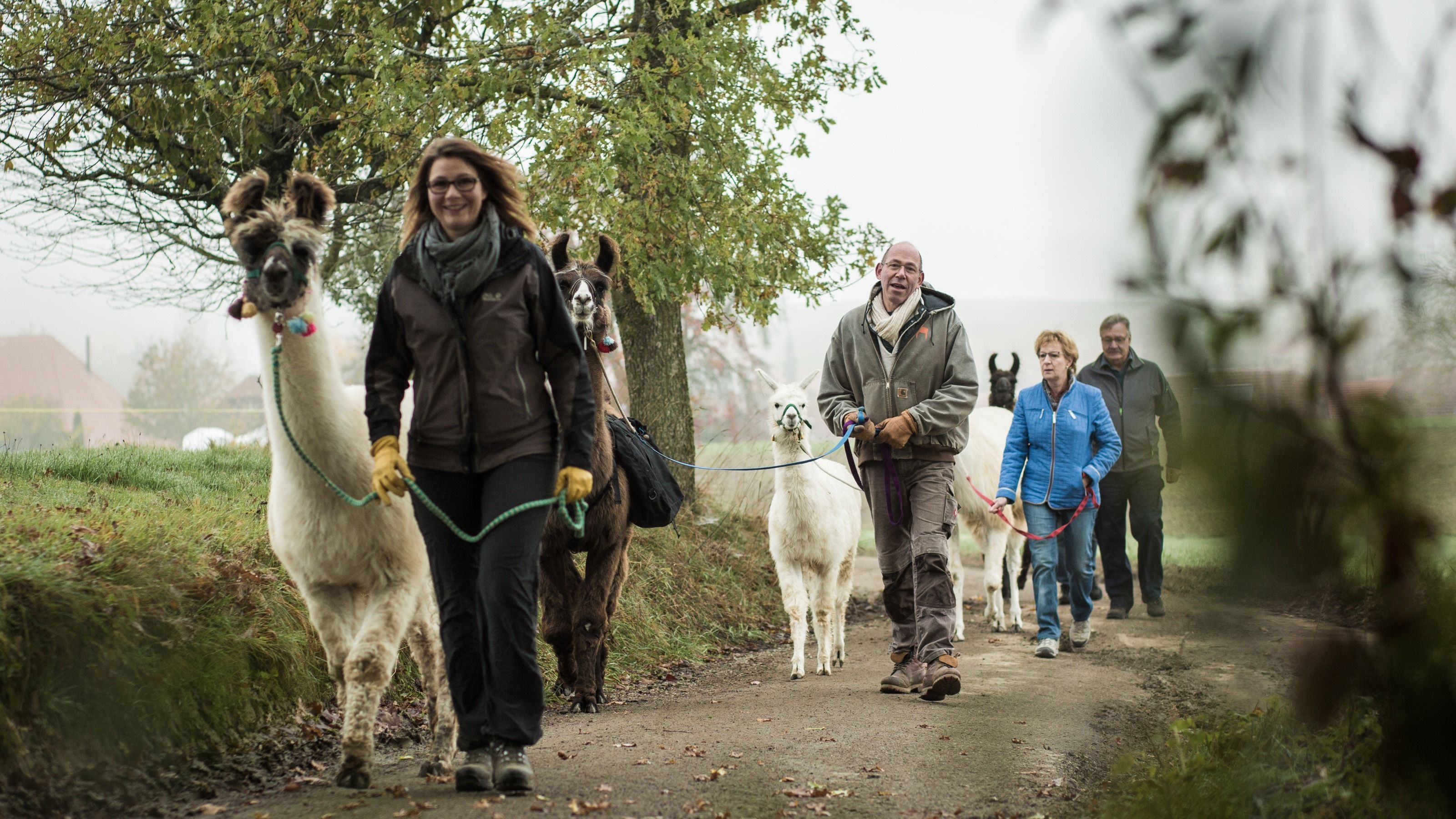 स्विट्ज़रलैंड में अल्पाका ट्रेकिंग, जिसमें प्रतिभागियों का एक समूह जानवरों को ले रहा है।