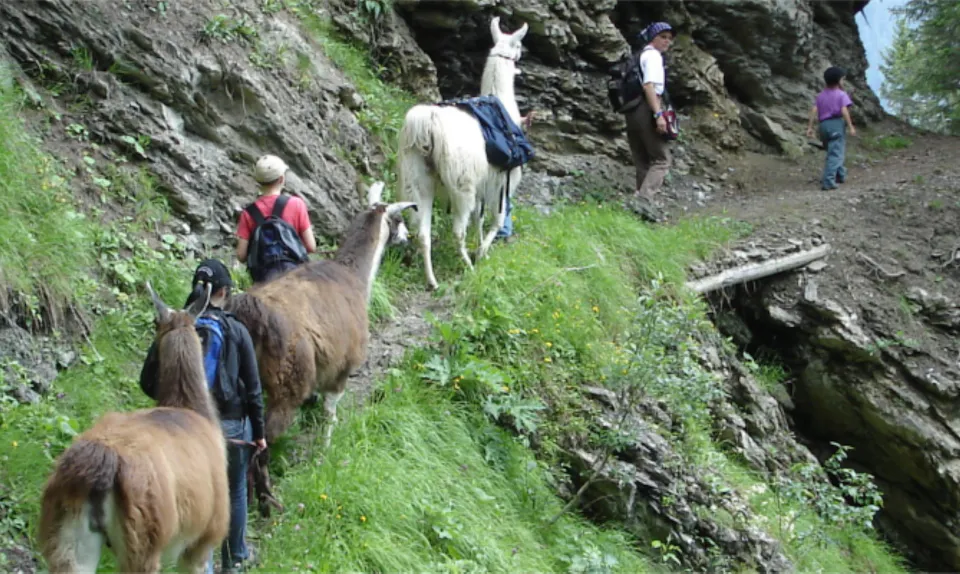 Lama und Alpaka Trekking Familientrekk Gädemli