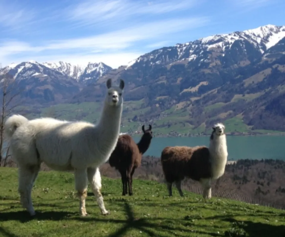 Lama und Alpaka Trekking Alpakatrekking Giswil