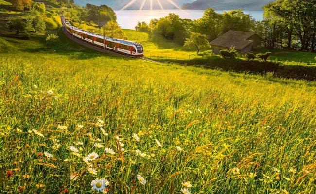 Golden Pass Line, tren a través del paisaje, Alpes, campo en flor