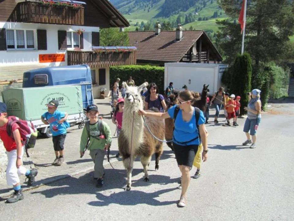 Lama und Alpaka Trekking Flühli