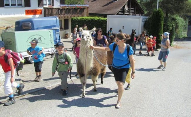 Llama trekking with escort (Photo: Flühli)