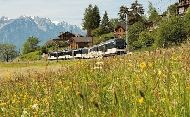 Golden Pass Express pasa por campos con flores y montañas.