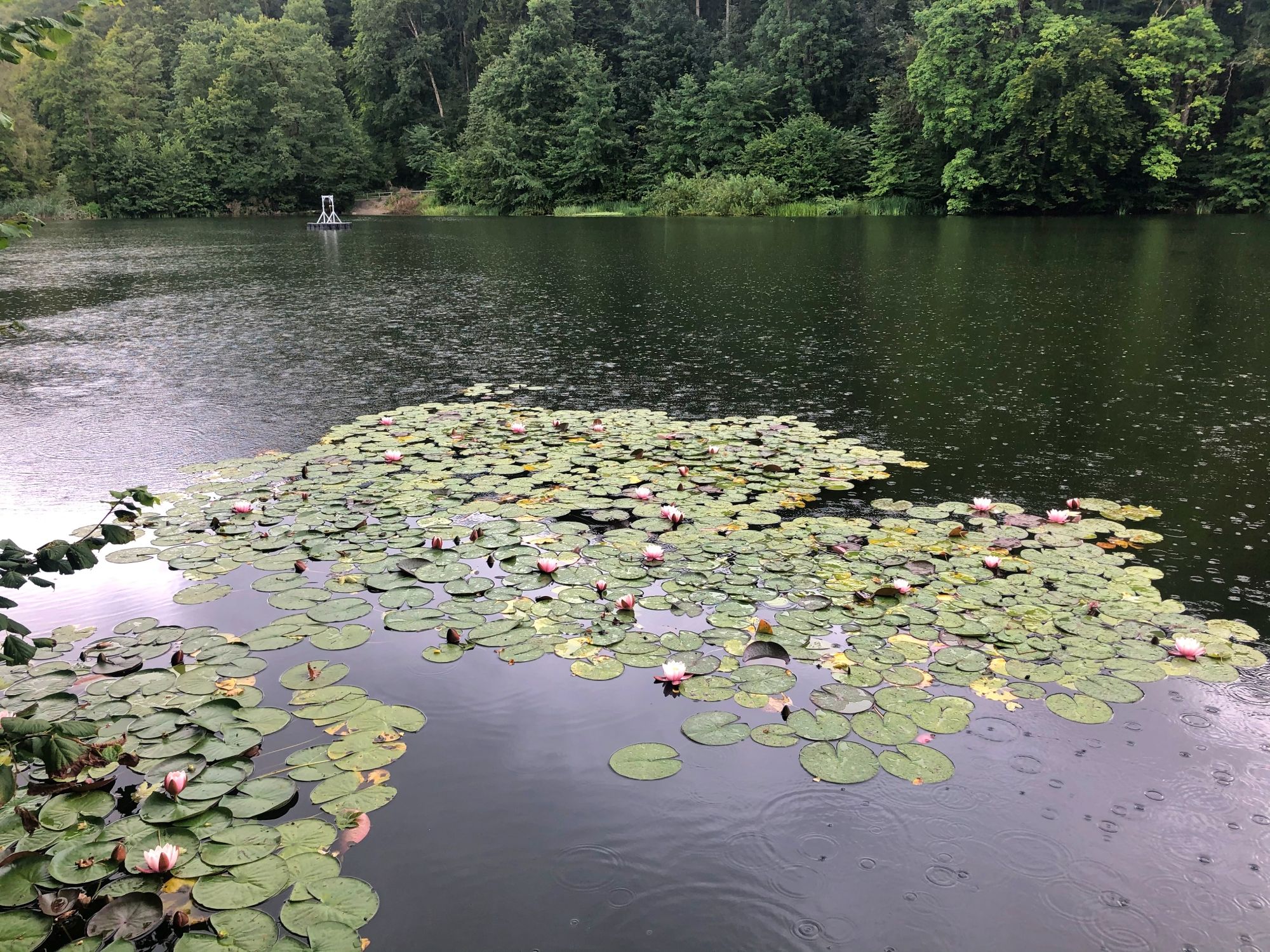 Hujan di atas tasik di St. Gallen dengan teratai air