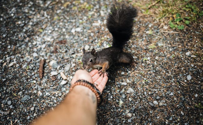 Nourrir les écureuils dans la forêt des écureuils (Photo : Suisse Tourisme Ivo Scholz)