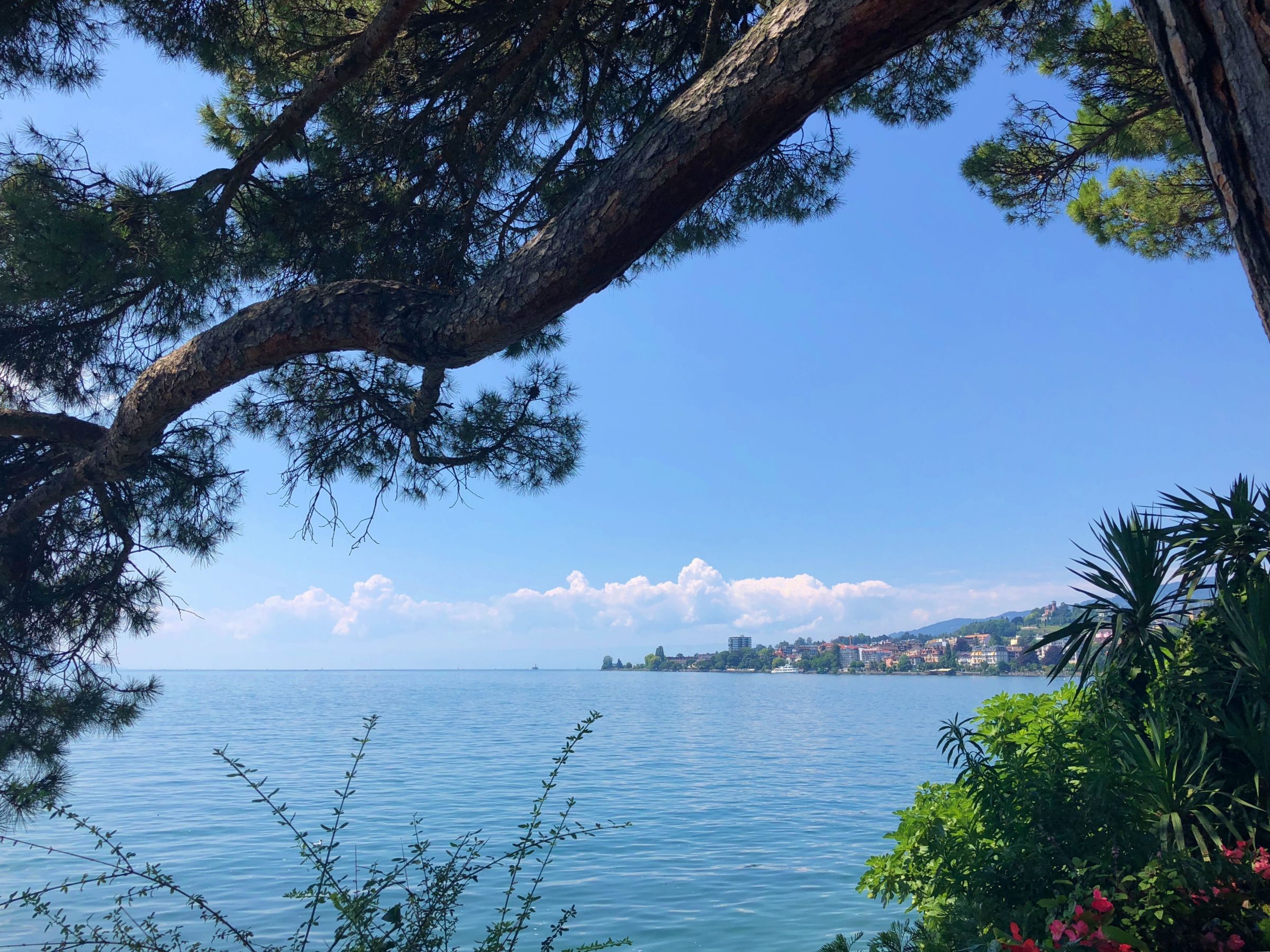 مونترو ريفييرا مع منظر على البحيرة ونباتات في المقدمة