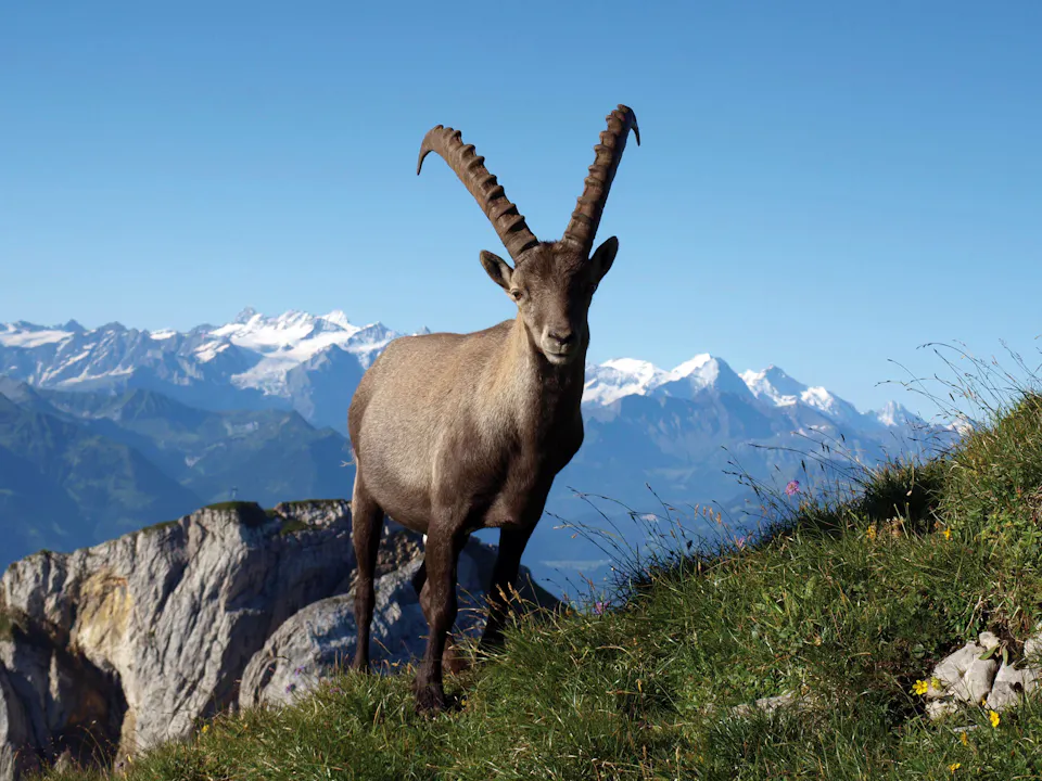 Pilatus Steinbock