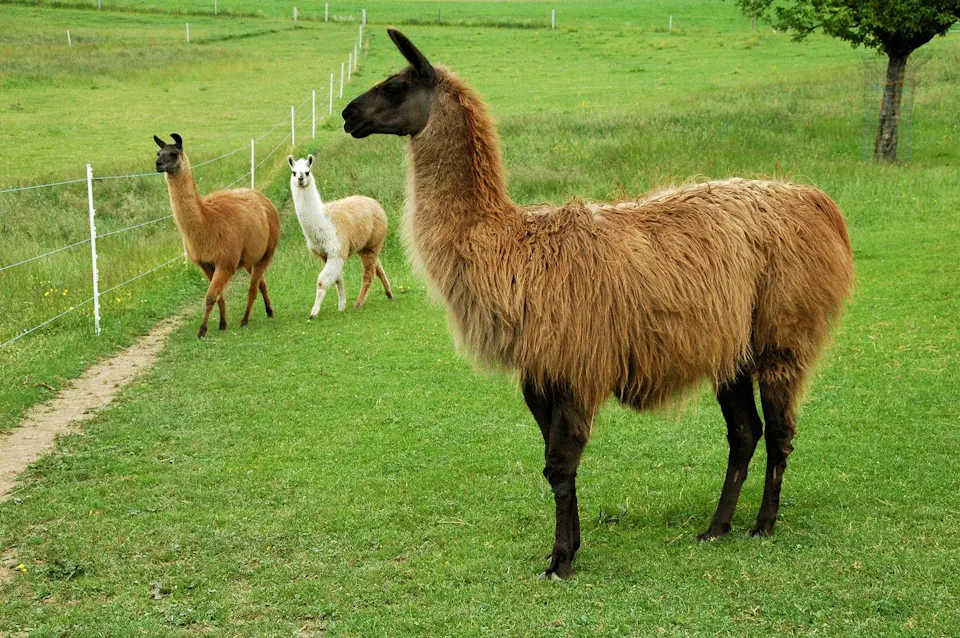 Lama und Alpaka Trekking Lama Wendelhoff](https://www.wendelhof.ch/perch/resources/aktuell/161-w1400.jpg)