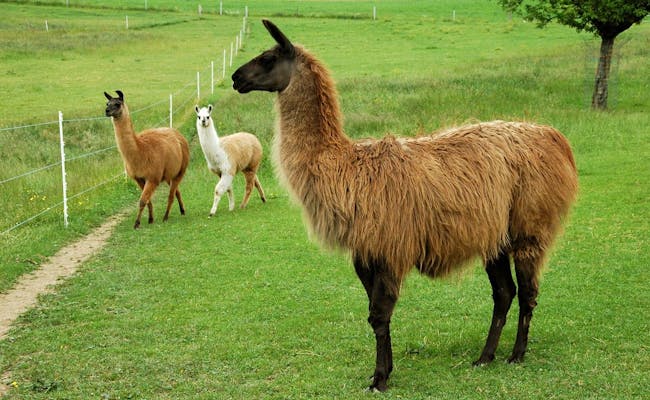Des lamas au Wendelhof (photo : Wendelhof)