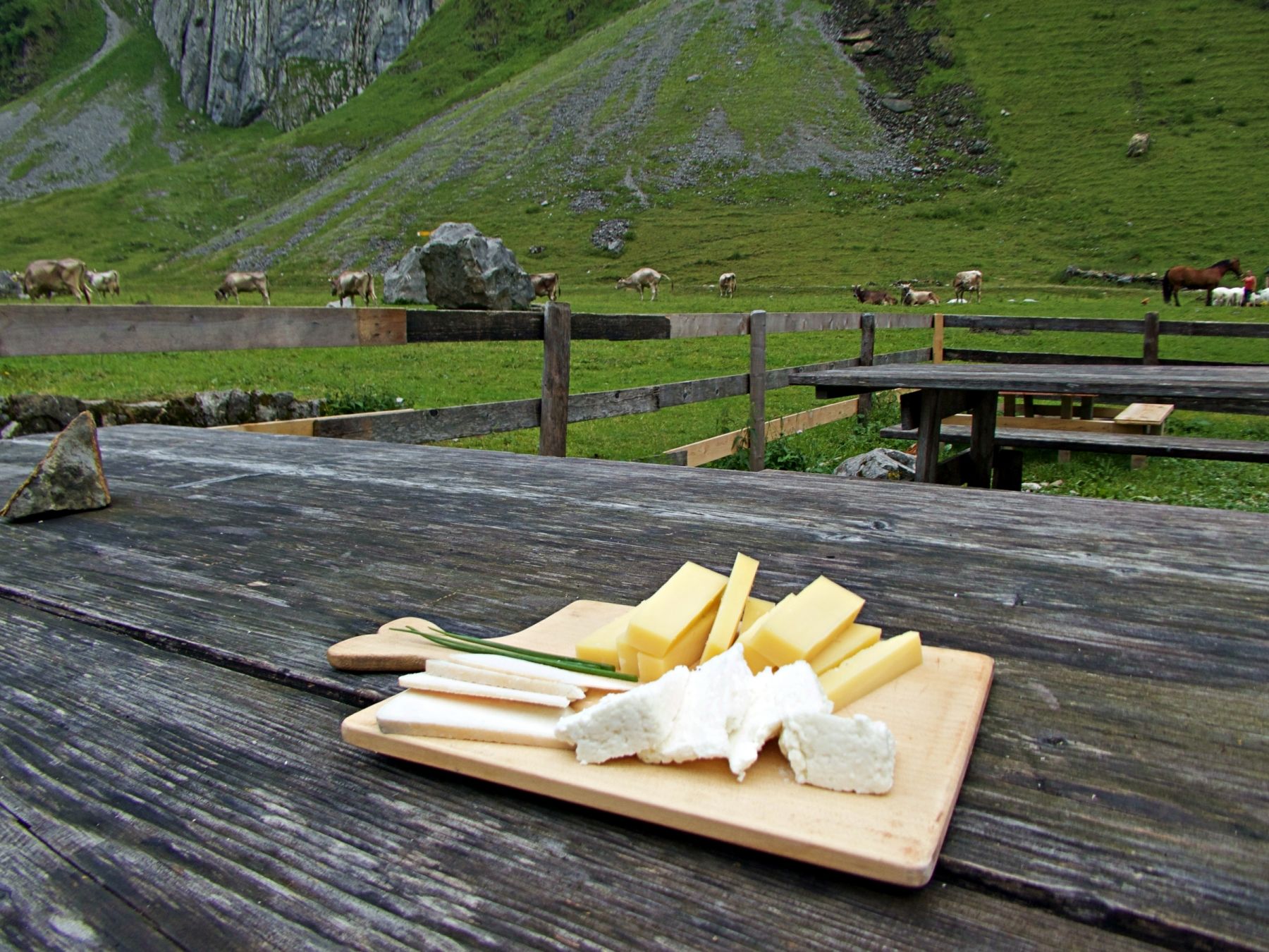 Alpkäse auf Holzbrett mit frischen Kräutern, im Hintergrund Kühe auf der Wiese.